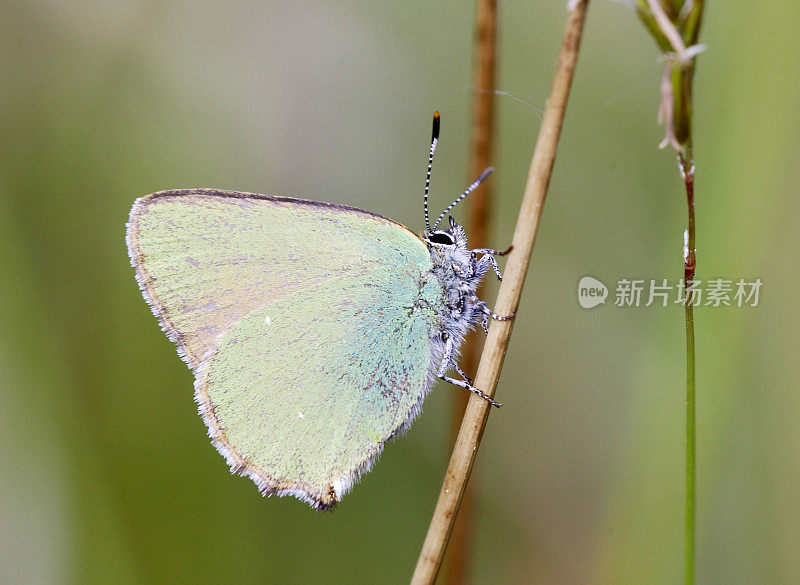 绿纹蝶(Callophrys rubi)